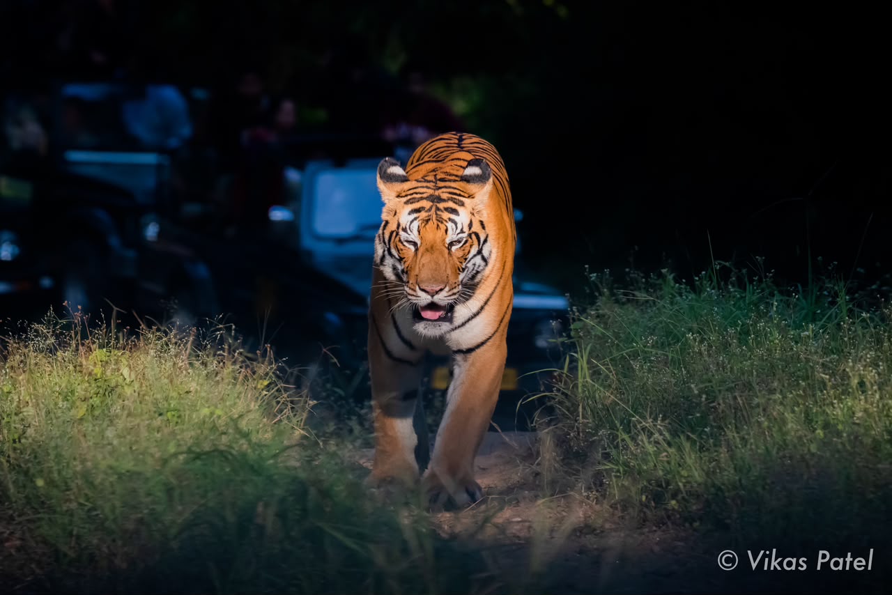 Kanha forest track wildlife