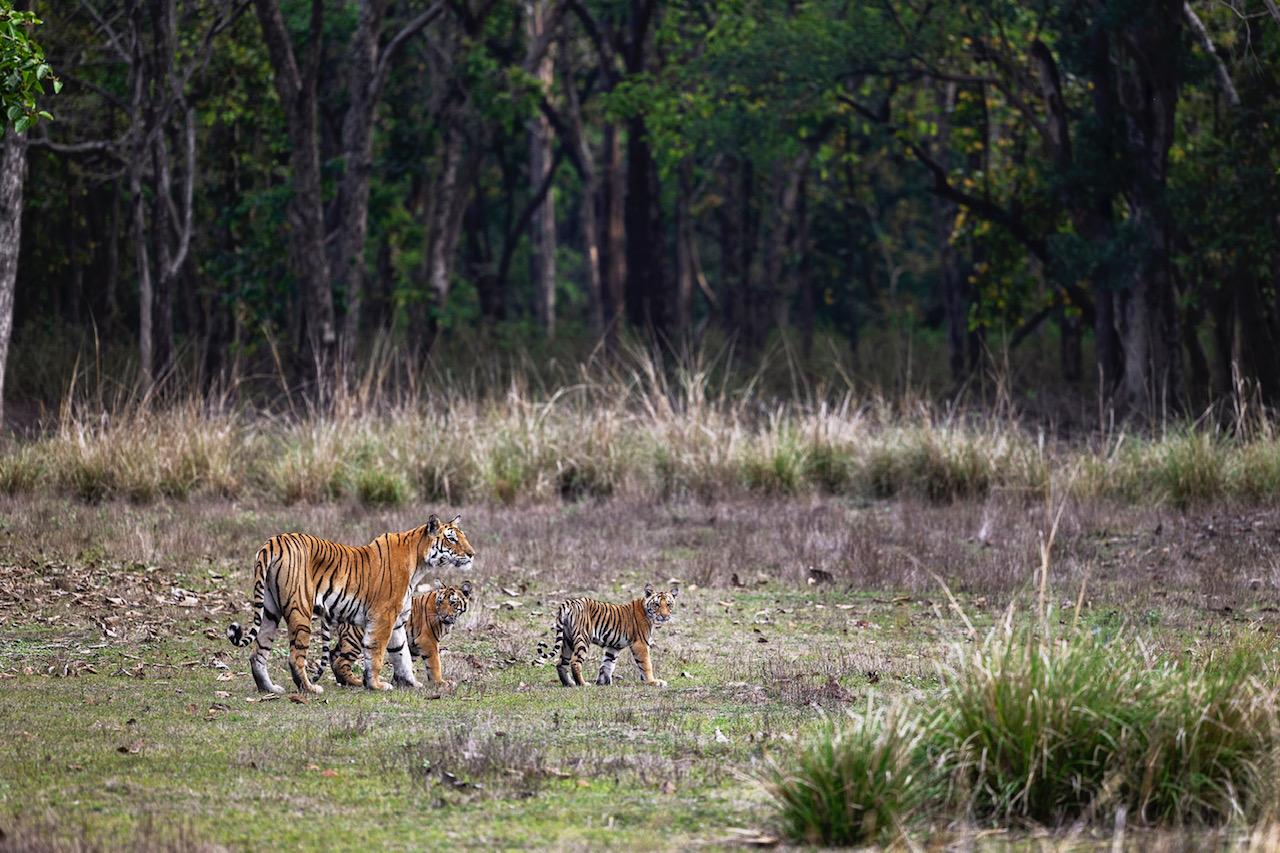 Kanha safari tiger reserve