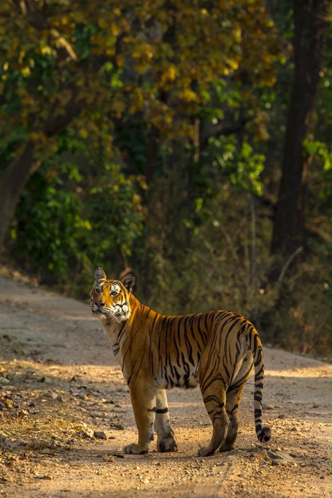Kanha wildlife photography