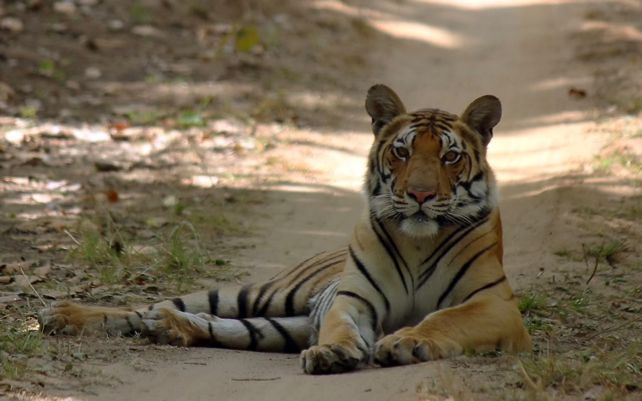 Kanha real wildlife image