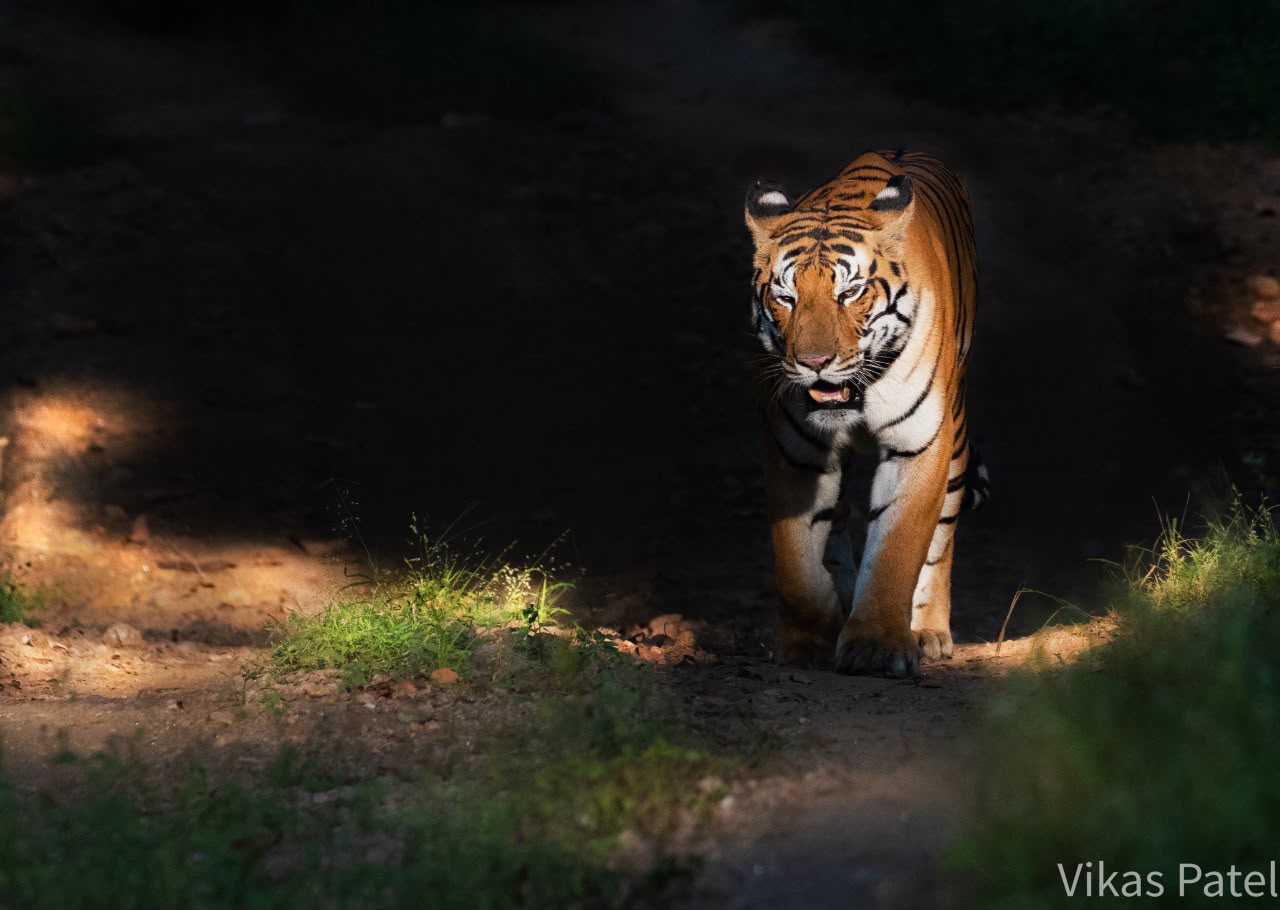 Kanha jungle wildlife scene