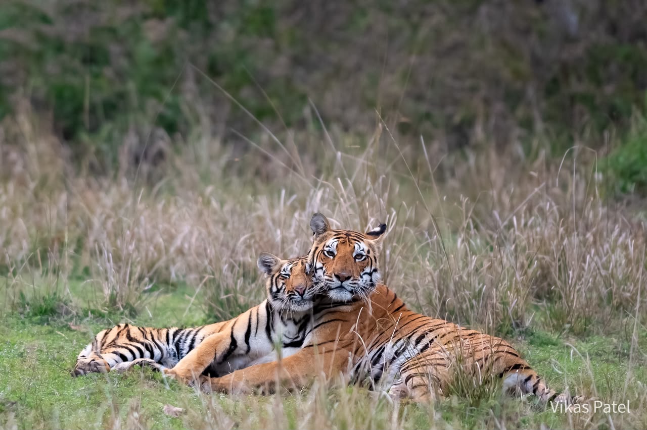 Wildlife photo from Kanha
