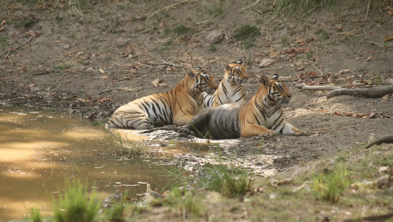 Kanha national park jungle