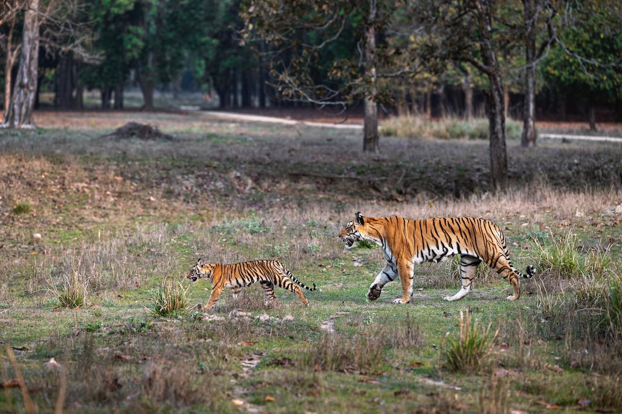 Wildlife safari in Kanha